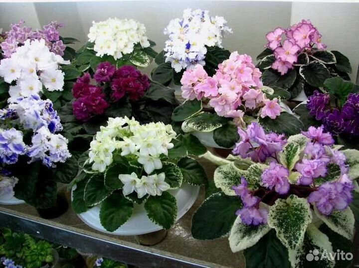 Сортовые фиалки