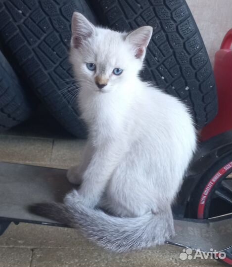 Котята в добрые руки даром