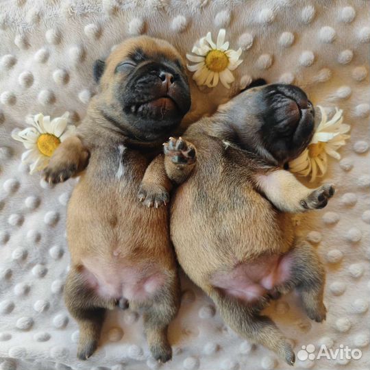 Щенки французского бульдога