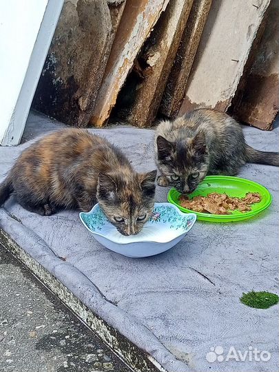 Котики в добрые руки