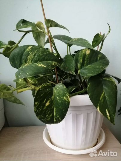 Сциндапсус