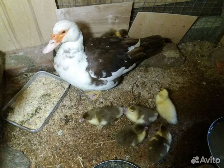 Утка мускусная пекинка