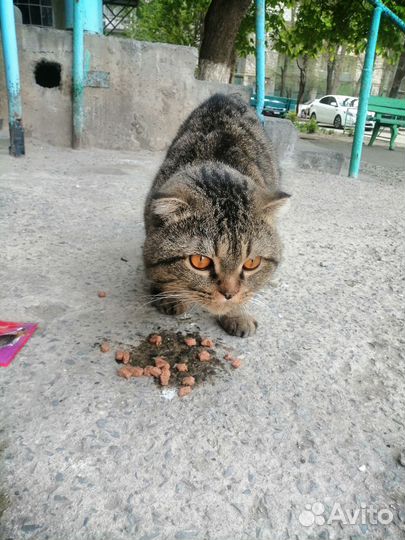Шотландская