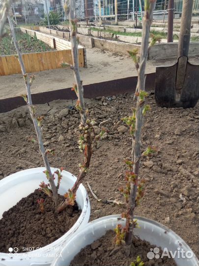 Саженцы смородины, крыжовника