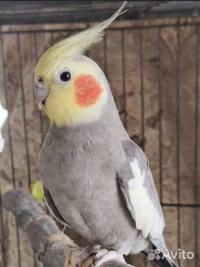 Попугай корелла
