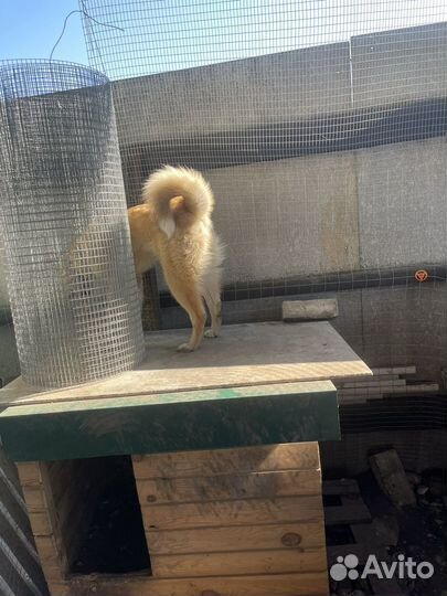 Западно сибирская лайка