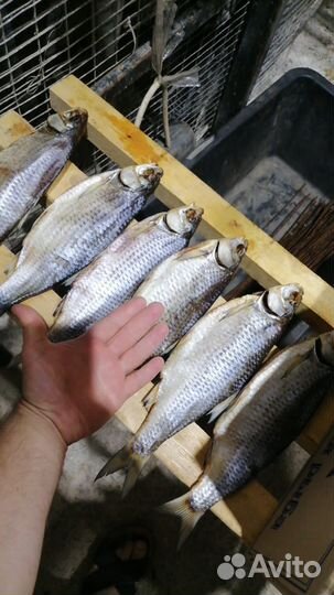 Вобла Астраханская,премиум.Дегустация