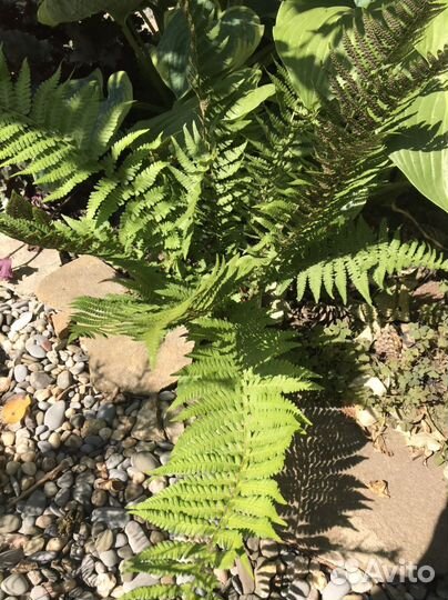 Растения для сада