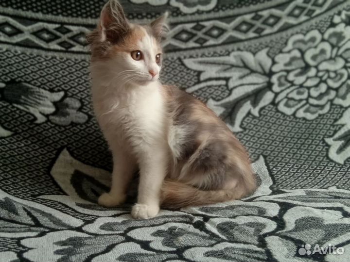 Котята в дар