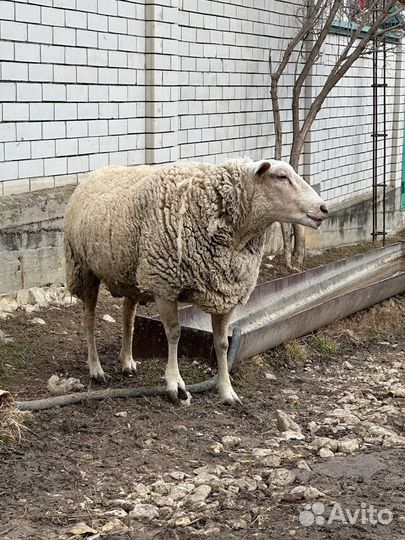 Баран Тексель