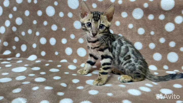 Бенгальская