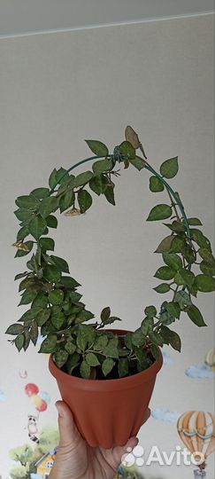 Хойя Лакуноза