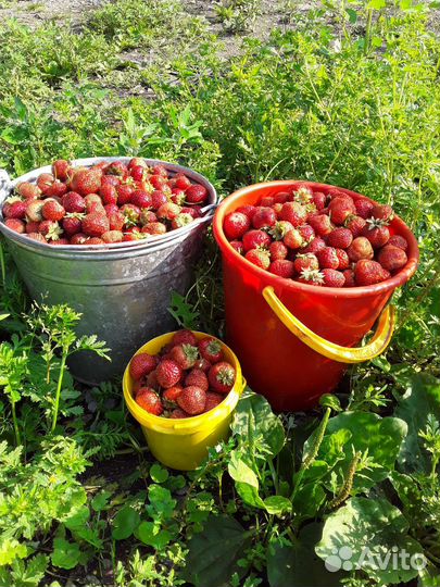 Рассада виктории 