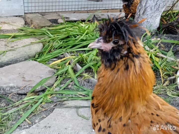 Петухи Павловские серебро и золото