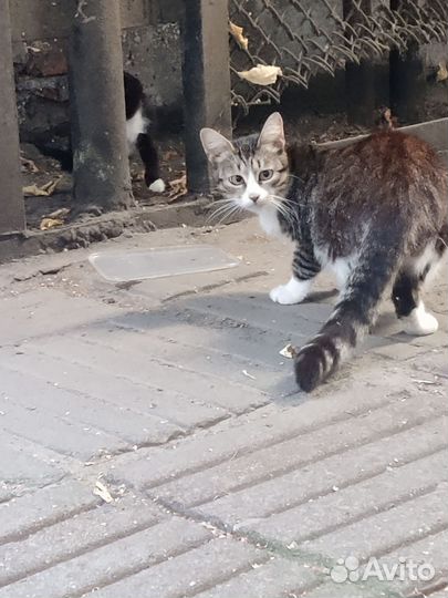 Найдена кошка