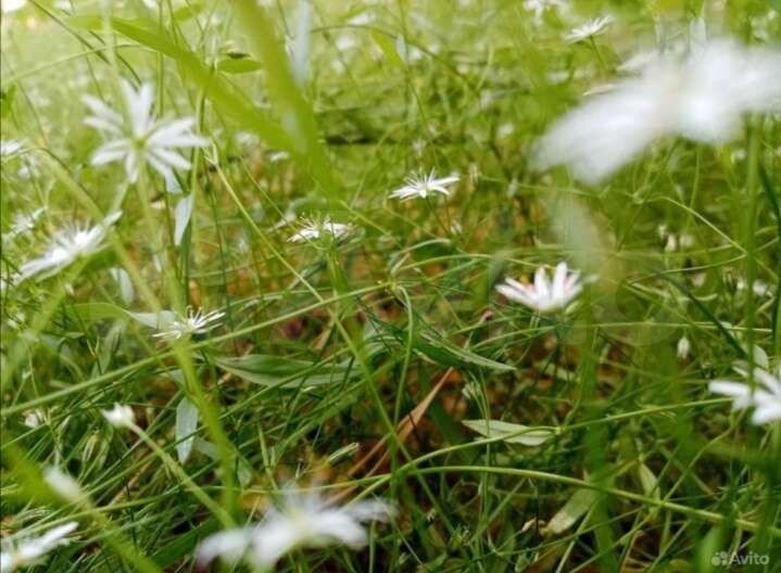 Дача 15 м² на участке 13,5 сот.