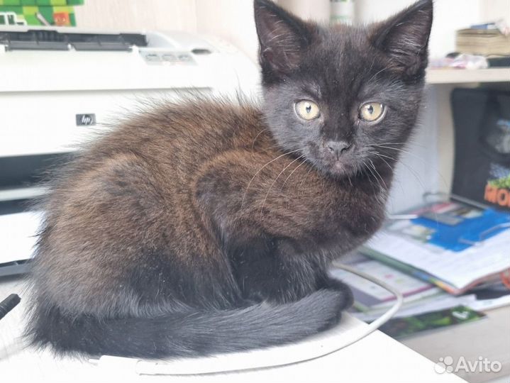 Котенок в дар в добрые руки бесплатно