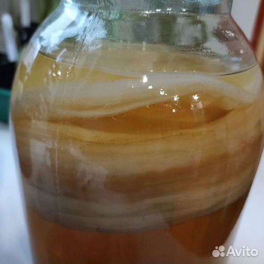 Чайный гриб