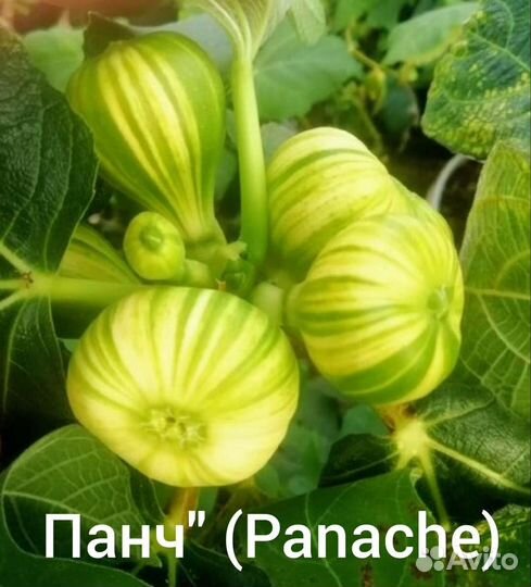 Комнатные растения-Инжир