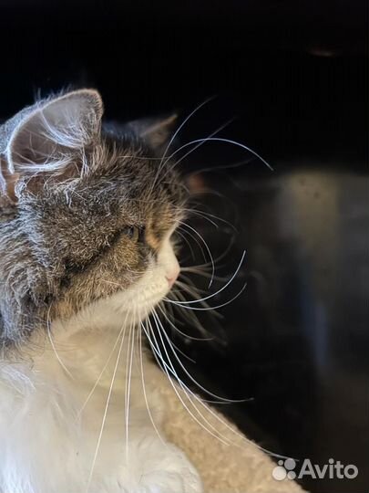 Пушистая кошка