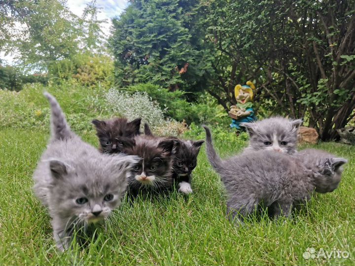 Британские котята