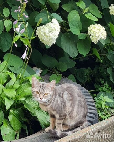 Кошка шотландская прямоухая