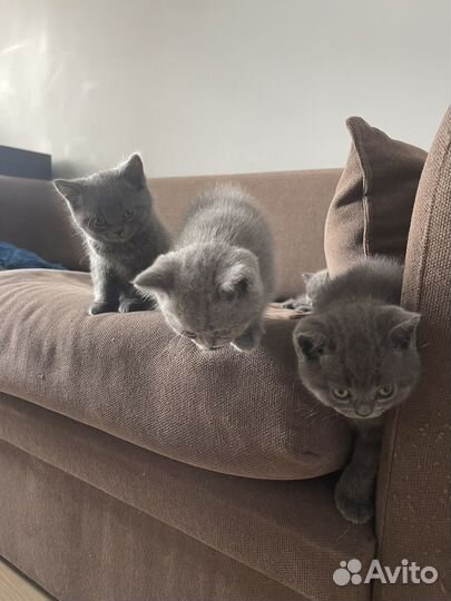 Британские котята