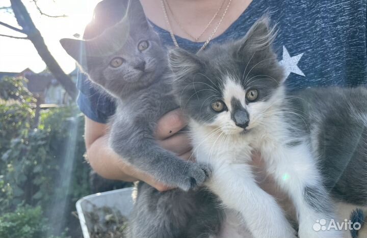 Замечательные котята