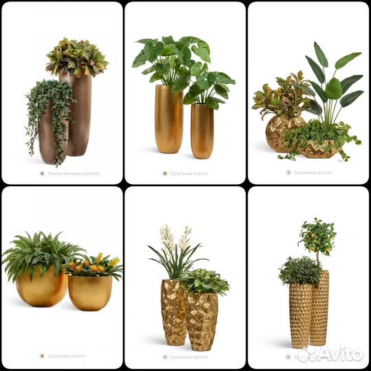 Растения. Деревья. Премиум кашпо, от