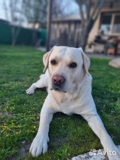Кобель лабрадор вязка
