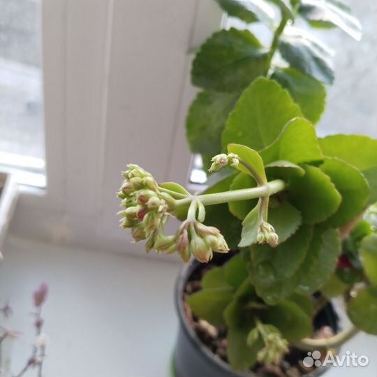 Каланхоэ цветущий красный