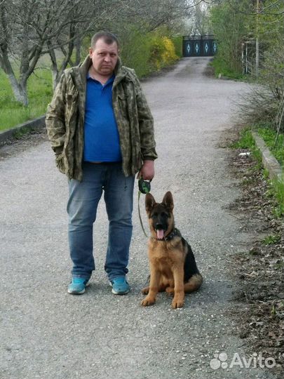 Услуги Кинолога. Дрессировка. Передержка