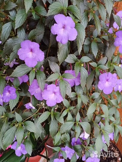 Ахименесы цветущие