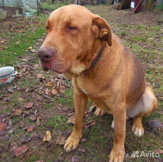 Собака в добрые руки