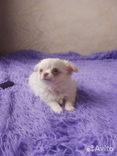 Чихуахуа мини