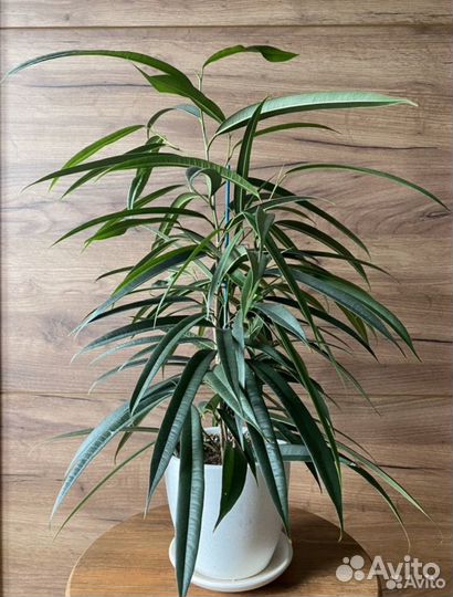 Укорененные черенки фикуса Али