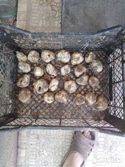 Луковицы рябчик