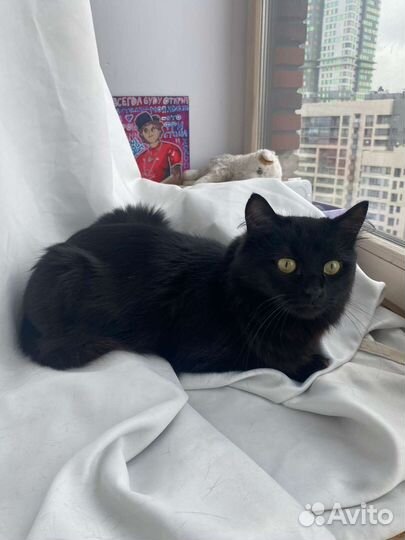 Черная кошка в дар с пушистым хвостиком