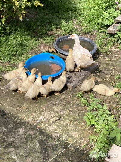 Индоутята, петух Павловский