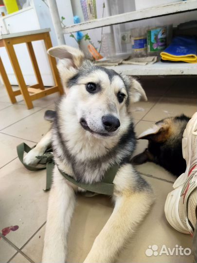 В добрые руки