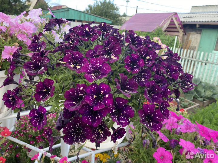 Черенки вегетативной петунии