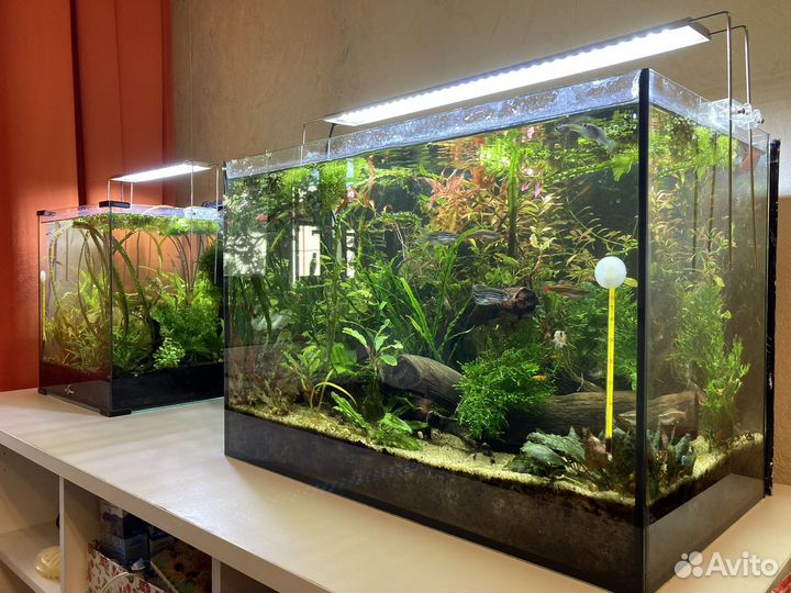 Аквариумные растения, прополка