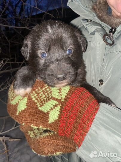 Собаки щенки мальчики