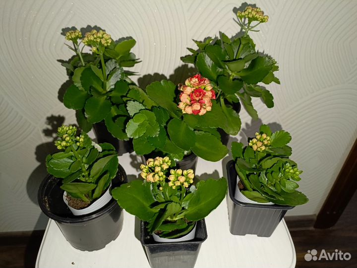 Каланхоэ махровая