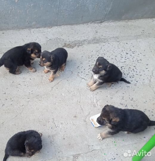 Щенки немецкой овчарки