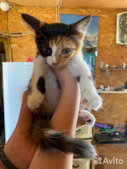 Трехцветная кошка