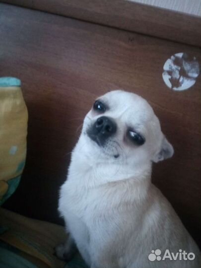 Вязка, чихуахуа,квентин тарантино