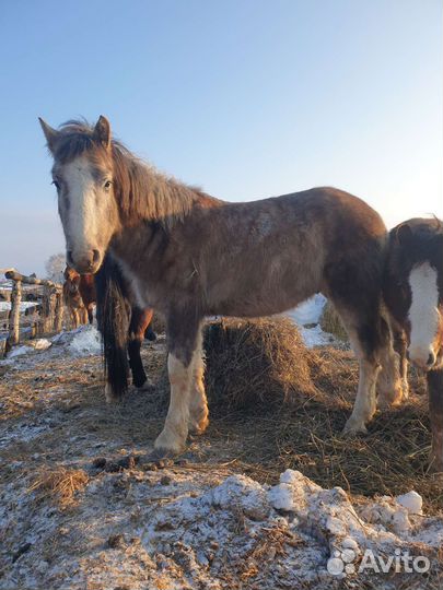 Лошадь,жеребец,жеребята