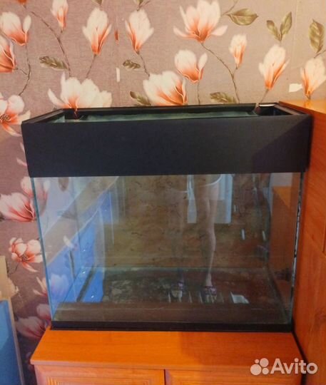 Красноухая черепаха