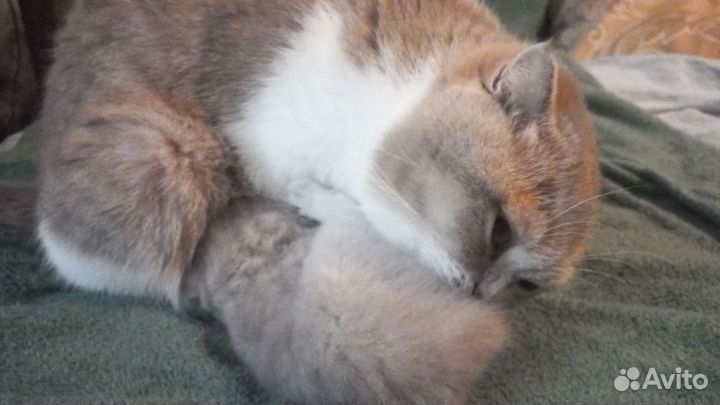 Шотландская